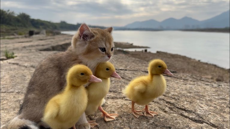 可爱的小猫带着三只小鸭去户外旅游，小鸭很幸福