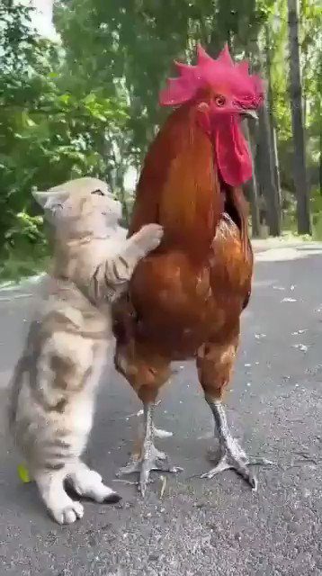 猫和鸡这是什么感情