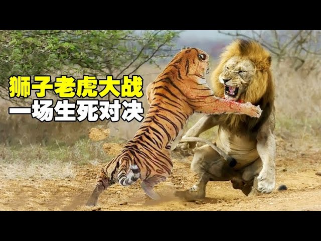雄狮与老虎的生死大战，早期狮虎打架珍贵视频，场面极为震撼，究竟谁会赢？