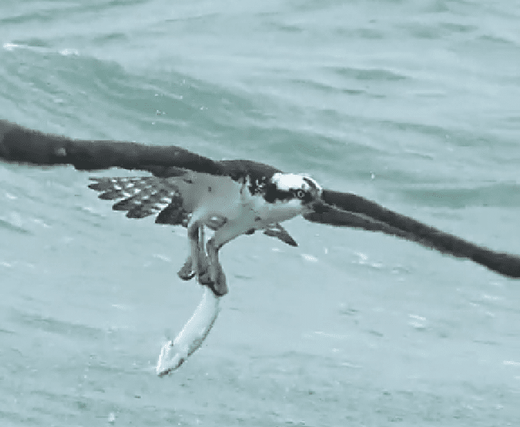 摄影师马克·史密斯（Mark Smith）捕捉到了一只鱼鹰从海洋中爬出来，抓着它的前肢的惊人瞬间