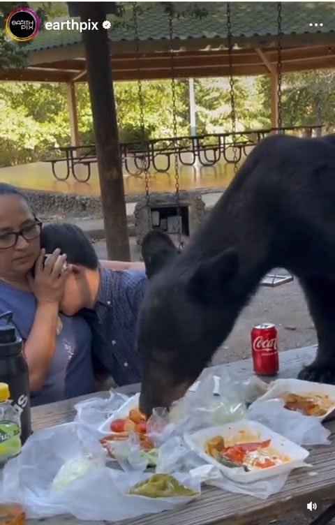 突然来了一只黑熊抢东西吃,好可怕！